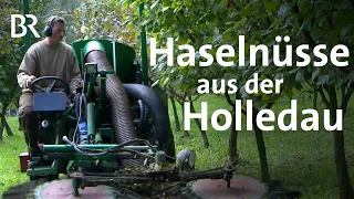 Nuss statt Hopfen: Der Haselnussbauer aus der Holledau | Schwaben & Altbayern | BR