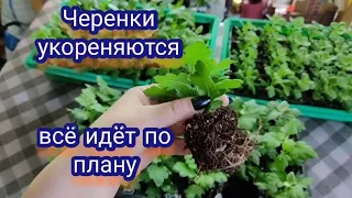 Хризантема мультифлора. Как укореняются черенки в этом сезоне. Температура для укоренения черенков.