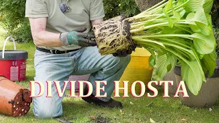 How to Divide or Split Hosta to Multiply your Plants