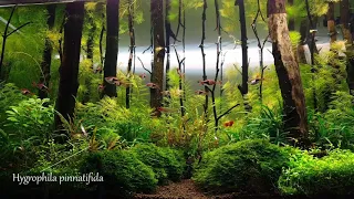 Planted Aquarium Forest Aquascape