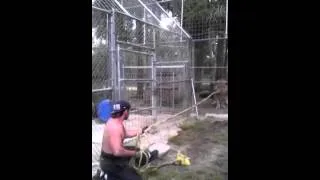 Tug of War with a Lion  @ Kowiachobee Animal Preserve in Nap