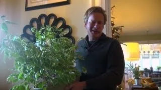 Growing Ficus Indoors | At Home With P. Allen Smith
