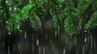 Light Rain in the Woods 🌳 🌧🌲 Relaxing Rainstorm White Noise for Sleep