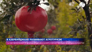 В Азербайджане развивают агротуризм