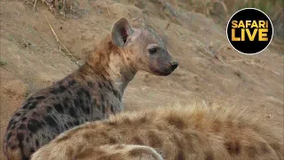 safariLIVE - Sunrise Safari - May 26, 2019