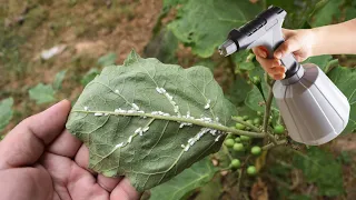 The garden is clean as a tear! Insects disappear! The most brutal organic insecticide!