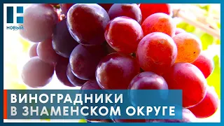 Более 100 сортов винограда выращивает житель Тамбовской области