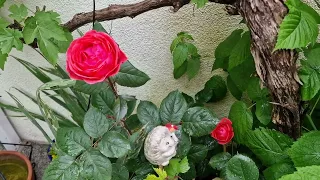 Ароматные розы мая  новинки #GartenprinzessinMarieJose #Camelot #KissmeKate #DieSehenswerte