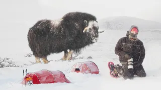 DOVREFJELL - MOSCHUSOCHSEN IM WINTER