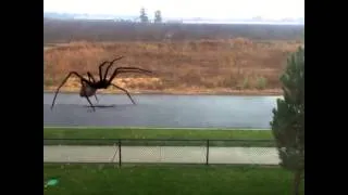 Giant Spider Attacks Person