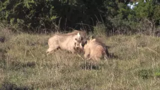 Warthog boars fighting