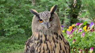 An owl is home alone for three days - a favorite local heading "was - now"