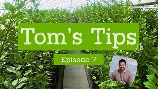 Tom's Tips #7 | Griselinia littoralis | Greenwood Plants