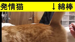 4月の貯め取り動画、発情期の猫（ドコモ）