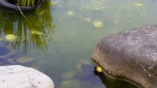 Teichkamera -  Kaulquappen und anderes Getier im Teich