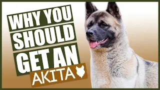 AKITA! 5 Reasons Why YOU SHOULD Get a Akita Puppy!