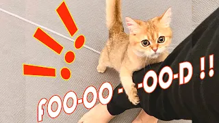 OMG So Funny ♡ Hungry Kitten ATTACK !!! | Funny Cat Fun British Shorthair Cute Cat Vlog 😍👍