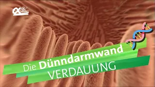 Dünndarmwand - Verdauung | alpha Lernen erklärt Biologie