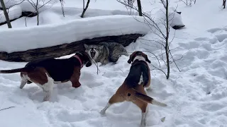 Coyote bay’d up with hounds. February, 2021.