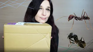 UNBOXING : petite fourmilière très classe !