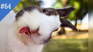 #64 FUNNY PETS / СМЕШНЫЕ ВИДЕО 2021 / Я РЖАЛ ПОЛЧАСА / СМЕШНЫЕ ЖИВОТНЫЕ