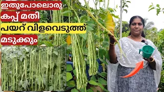 Payar krishi A to Z | ഇതുപോലൊരു കപ്പ് മതി പയറ് വിളവെടുത്ത് മടുക്കും | Malayalam