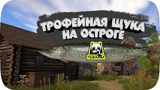 Трофейная Щука - Старый Острог (Русская рыбалка 4)