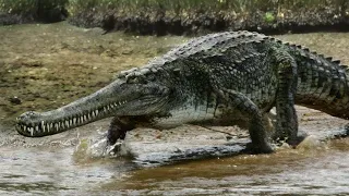 Euthecodon: A Ten Meter Long Slender Snouted Crocodile From Prehistoric Africa