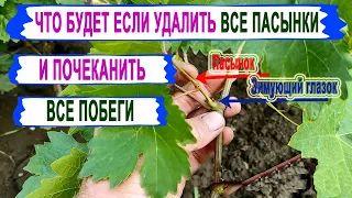 🍇 Никогда ТАК НЕ ДЕЛАЙ на винограде. Результаты ВАРВАРСКОГО ПРИЕМА по удалению пасынков и чеканки.