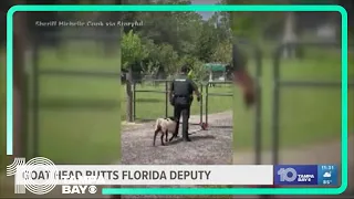 WATCH: Persistent goat won't stop head-butting Florida deputy