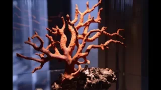 El coral rojo de Córcega documental de Patrick Voillot