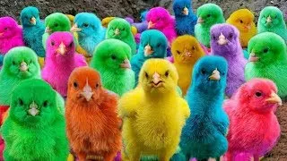 Ayam Warna-warni,Ayam Lucu Dunia,Ayam Seluruh Dunia, Bulu Warna-warni,Hewan Lucu Kelinci 🐤