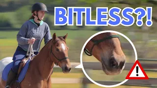 RIDING MY HORSE BITLESS (big mistake?)