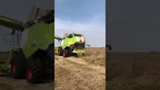 2 X Claas Lexion (650+760) Harvesting Grass for Seeds