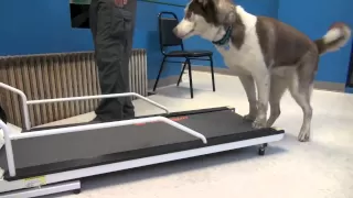 How to Train a Dog To Walk or Run On A Treadmill | Tyler Muto Dogmanship