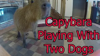 Capybara Playing with Two Dogs