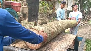 Sangat cocok, kayu waru di gergaji buat reng untuk bahan bangunan