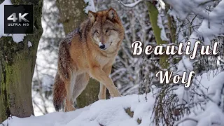 Wild Wolf - Beautiful Wolf - 4K Ultra HD video