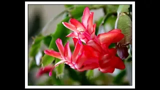 How to care for Christmas Cactus & Thanksgiving Cactus -Schlumbergera