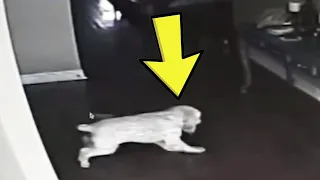 Hund starrt tagelang auf eine Wand. Sein Besitzer installiert eine Kamera, um herauszufinden, warum