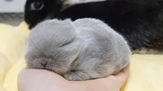 The palm seems to be the best bed for baby rabbits.