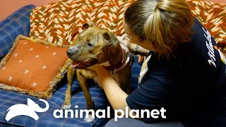 The Inspiring Rescue Story of Cairo, the Beloved Dog | Pit Bulls and Parolees | Animal Planet