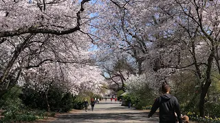 Monday Meditation: Yoshino cherry trees blooming along Central Park's bridle path