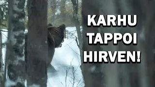 KARHU TAPPOI HIRVEN!