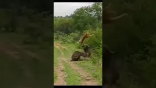 fighting of Tiger and Gaur