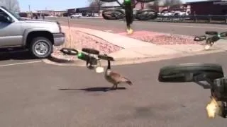 Killing geese