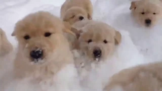 Epic dogs in snow - Funny compilation 2018