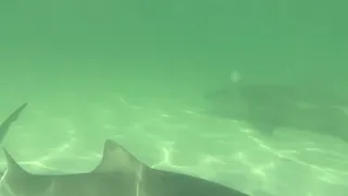 2 lemon sharks in waist deep water at a sandbar in Key West, Florida.