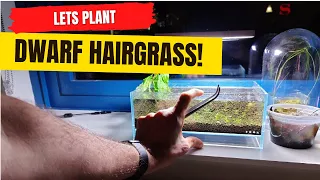 Planting Dwarf Hairgrass In A tiny Aquarium!