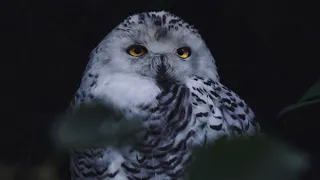 12 Hours Owls & Crickets At Night BLACK SCREEN Ambient Nature Sounds For Sleep & Relaxation